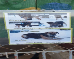 Ilustracja do artykułu Grudniowy wolontariat w schronisku dla zwierząt w Olsztynie