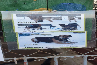 Ilustracja do aktualności Grudniowy wolontariat w schronisku dla zwierząt w Olsztynie