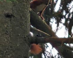 Ilustracja do artykułu ROWERAMI PO WARMII
